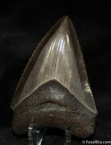 Quality Inch Megalodon Tooth #1169